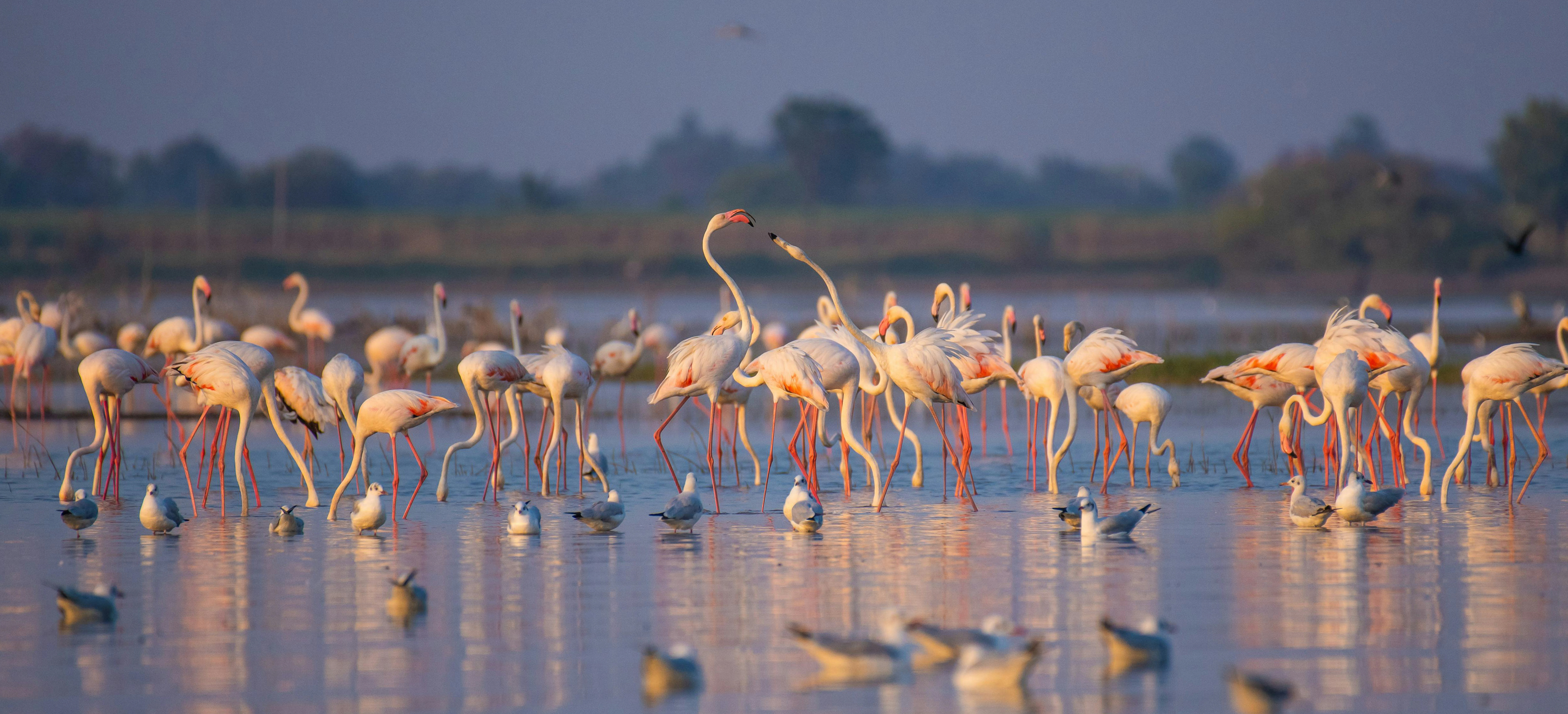 Flight Of The Flamboyance (A Flamingo Boat Safari)